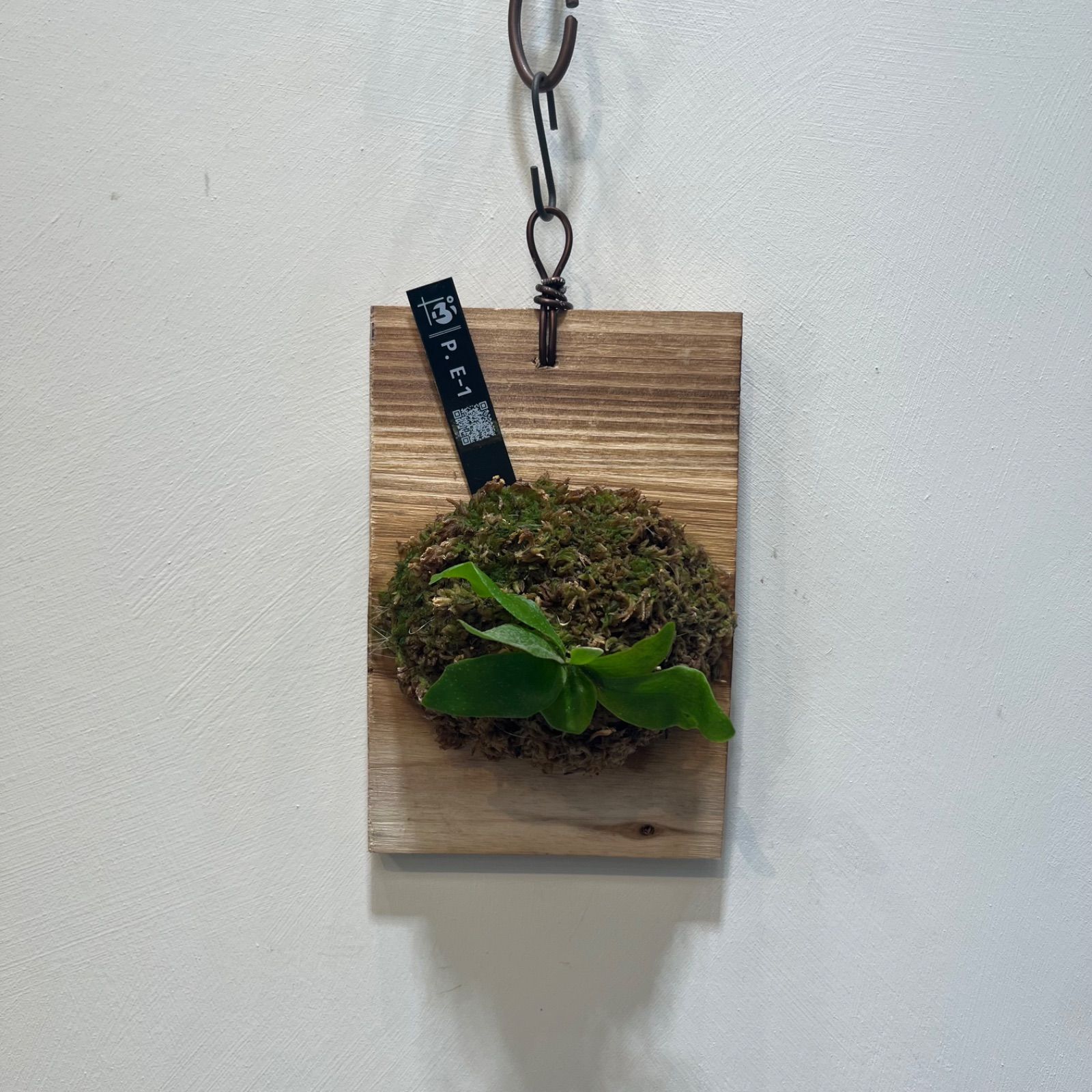 数量限定】ビカクシダ胞子 45種セット ビカクシダ 4種セット 数量限定