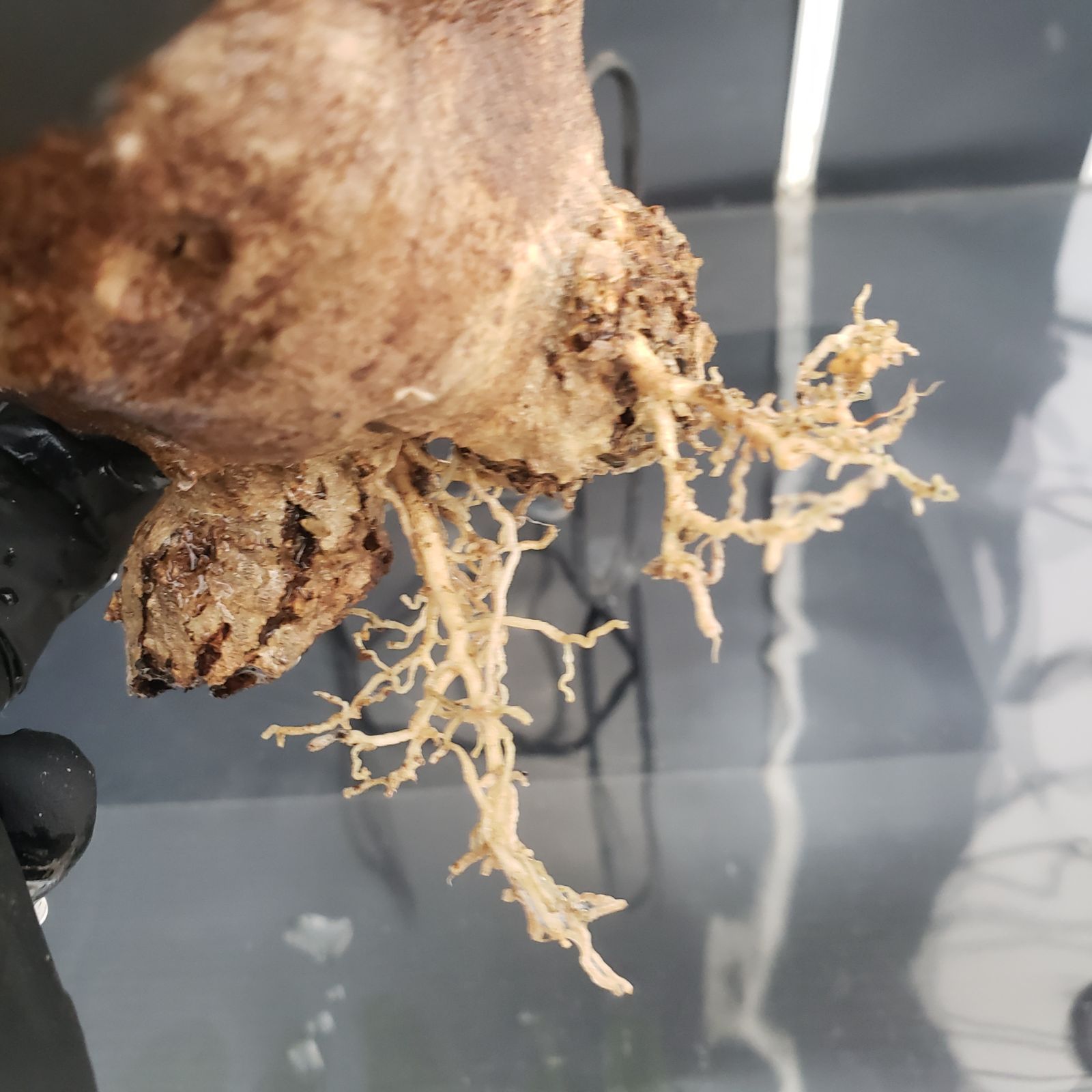 S230【自社養生・発根株】Pachypodium エブレネウム（現地球