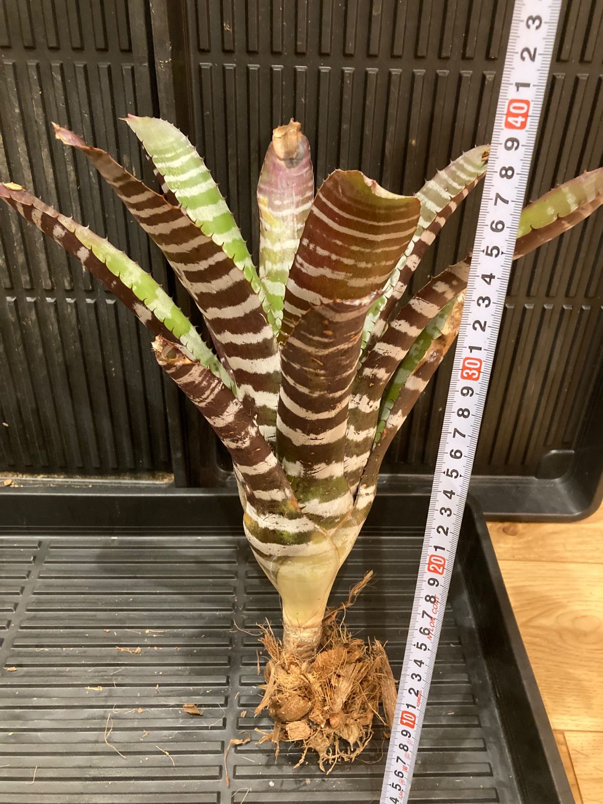 観葉植物 エクメア Aechmea chantinii 'Black Select'