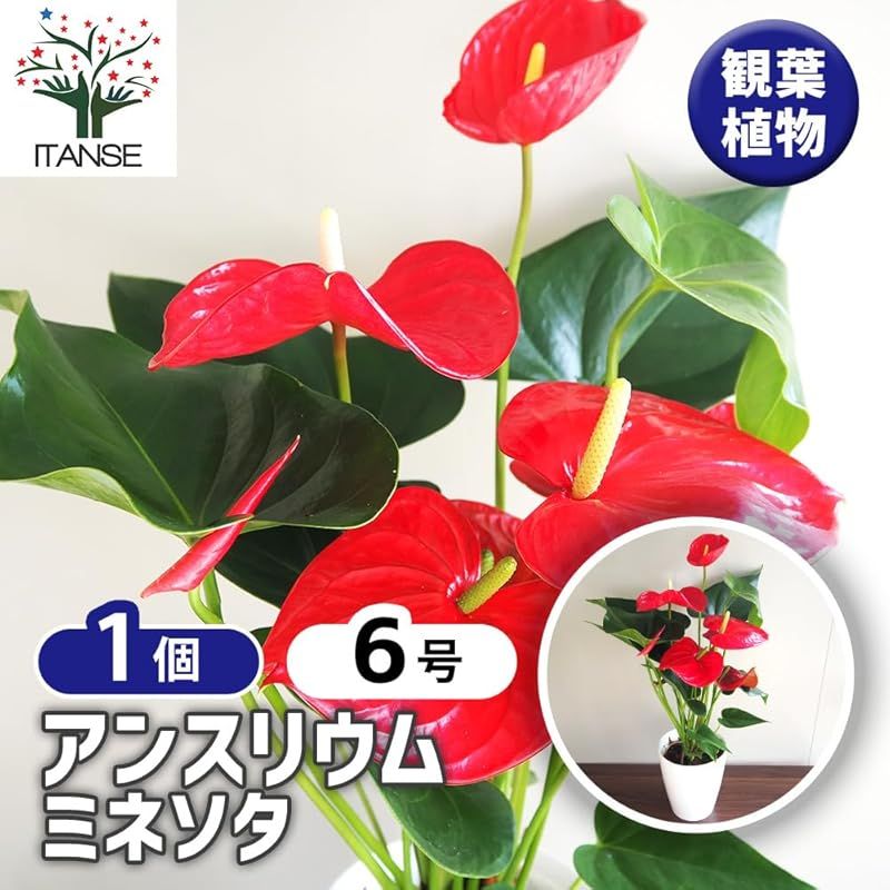 ITANSE アンスリウム ミネソタ 6号 1個売り 観葉植物 熱帯植物 学名 Anthurium andraeanum Minnesota タイプ サトイモ科 ベニウチワ属 アンスリウム属 非耐寒性 多年草 原産地 熱帯アメリカ 西インド諸島