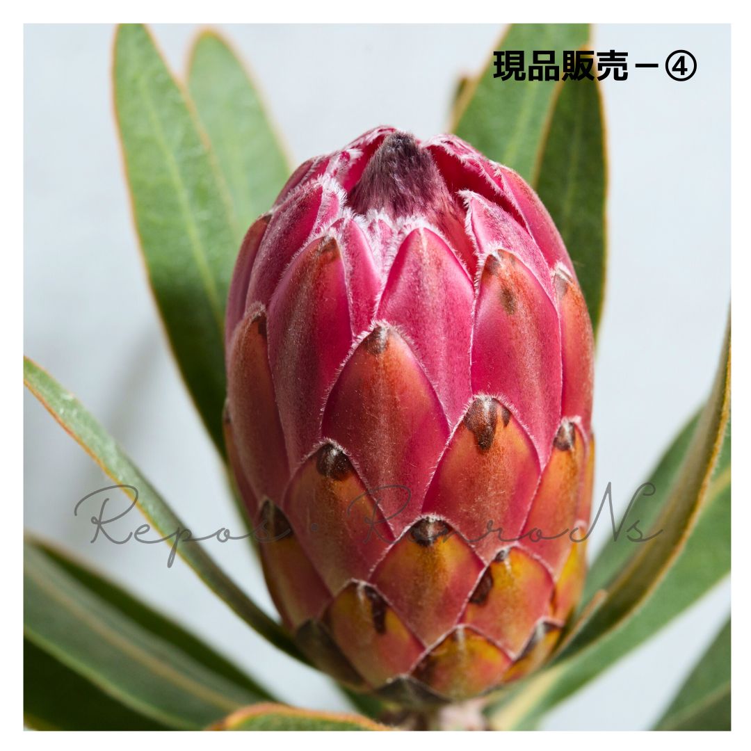 ネイティブプランツ