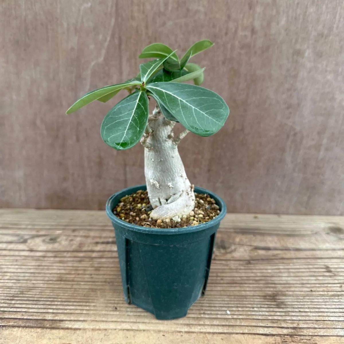 アデニウム オベスム② Adenium obesum アデニュウム アデニューム 砂漠のバラ 現品 観葉植物 観葉 植物 珍奇植物 珍奇 珍しい レア  希少 塊根植物 塊根 コーデックス インテリア プレゼント おしゃれ かわいい ミニ 小さい グリーン - メルカリ