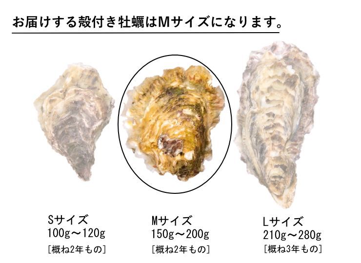 【生食用】かき大将 中 M/30個 三陸宮城女川 殻付き 生牡蠣-7