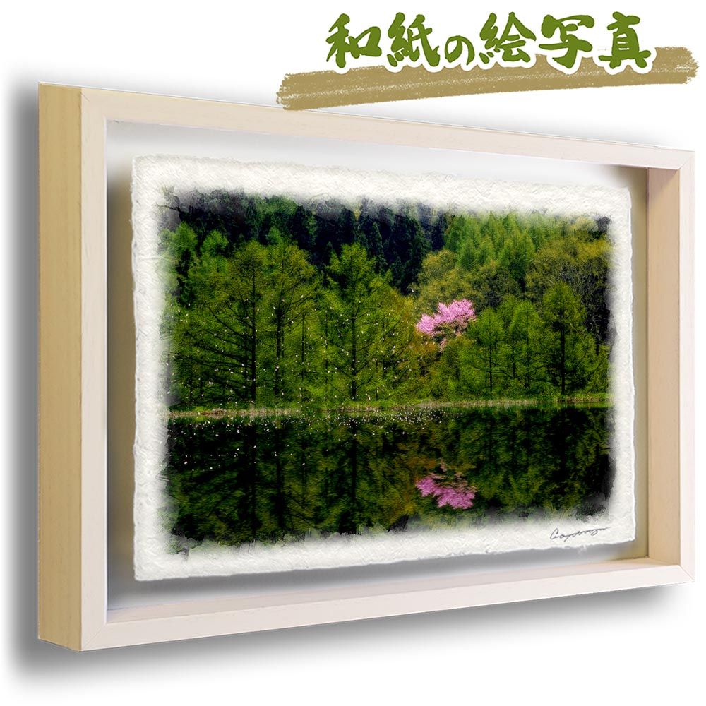 和紙の絵写真 「湖面に映る新緑のカラマツと輝く山桜」 立体額縁付き