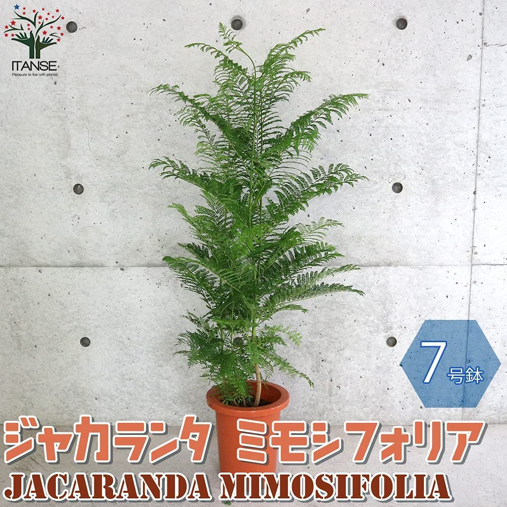 ジャカランタ mimosifolia|ノウゼンカズラ科ジャカランダ属|半耐寒性落葉中高木|耐寒性