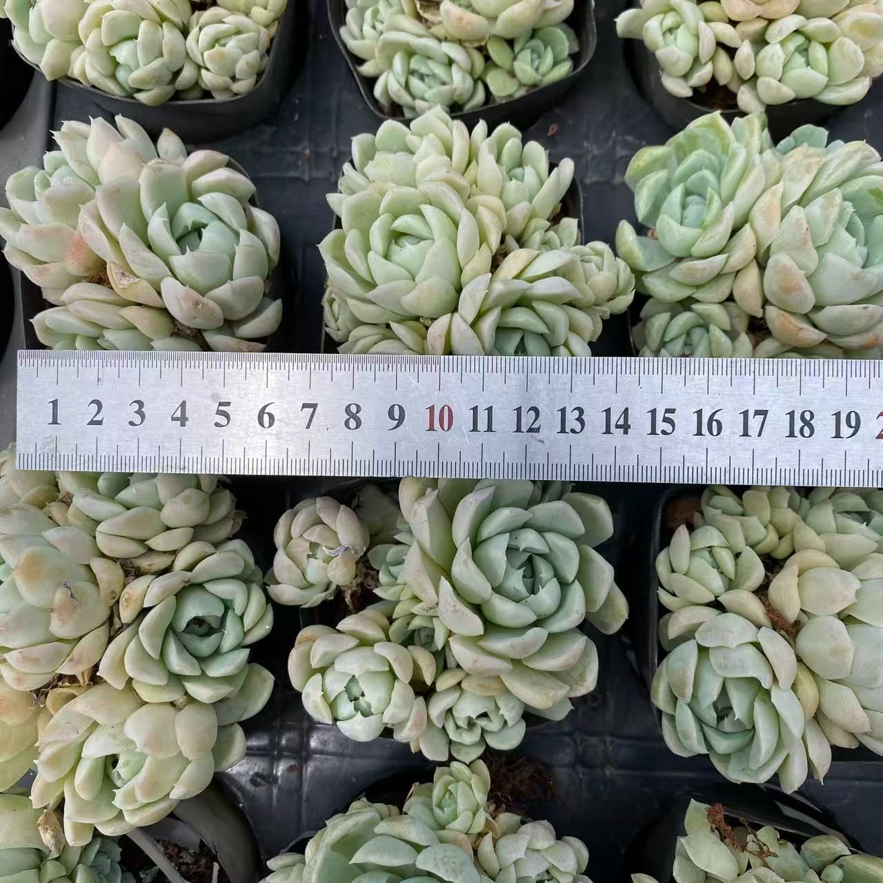 70株の抜き苗セット 白月影群生