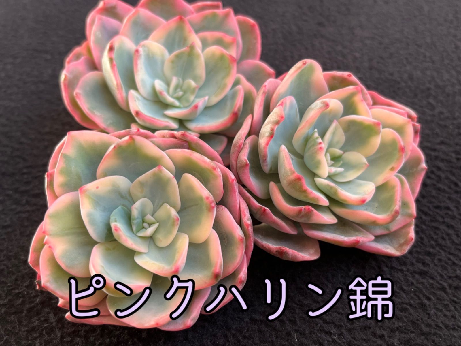 多肉植物ピンクルビー錦カット苗 未発根