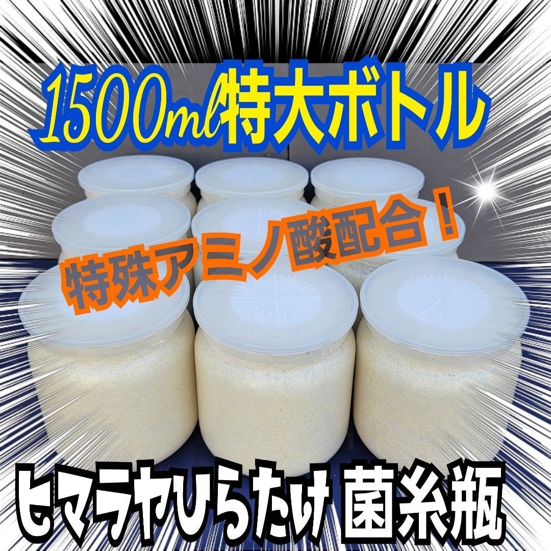 極上！ヒマラヤひらたけ菌糸瓶1500ml【5本】トレハロース、キトサン