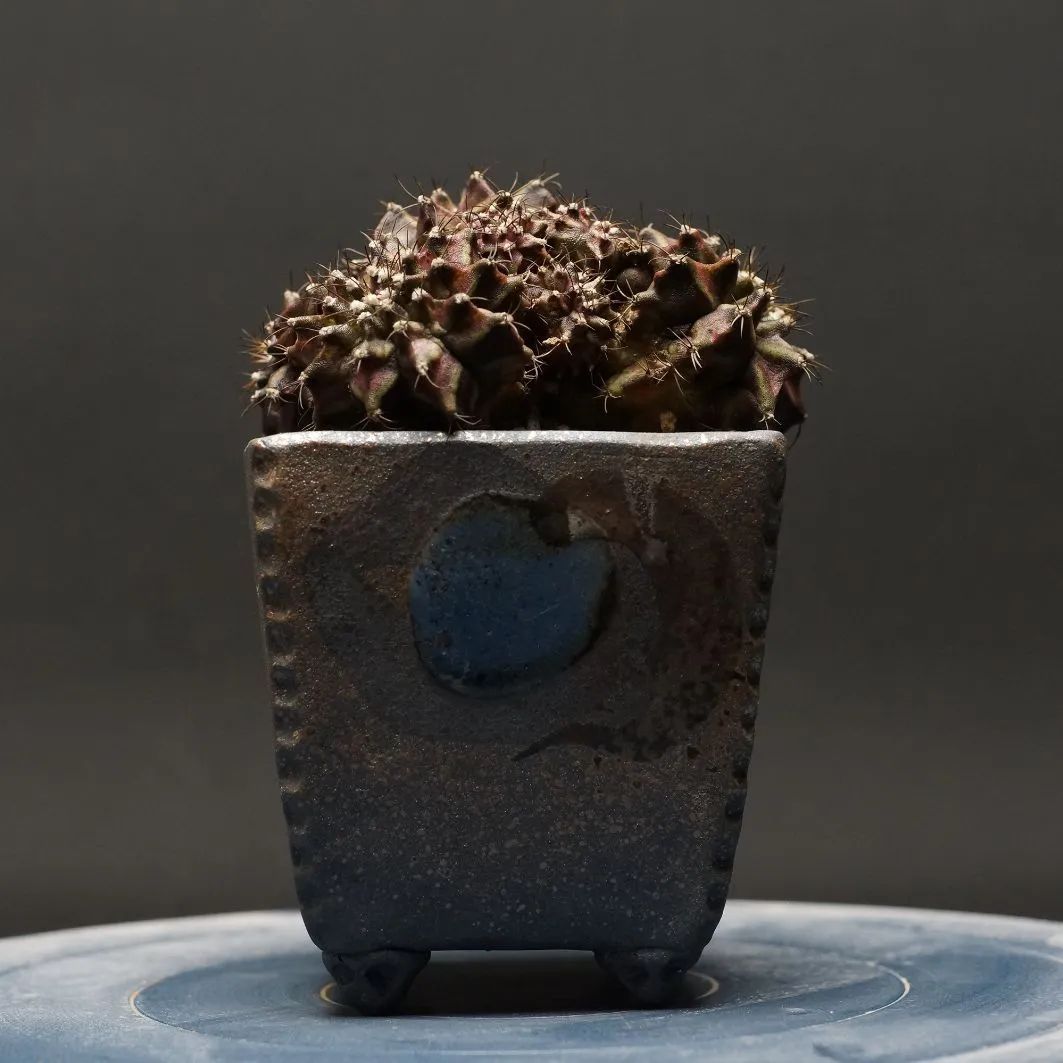 Gymnocalycium ギムノカリキウム T-REX 管理2197