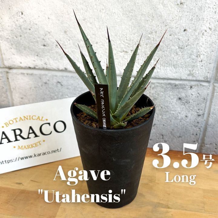 多肉植物】アガベ ユタエンシス 実生株 3.5寸ロング プラ鉢 - メルカリ