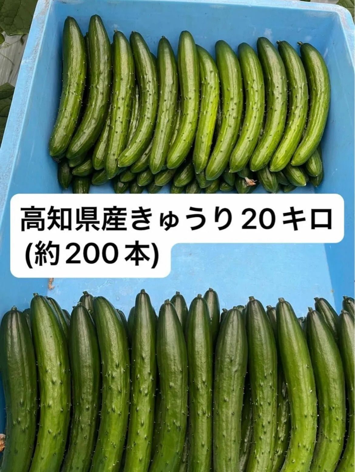 高知県産きゅうり20Kg A品等級50％以上！・美味】高知県産きゅうり 20kg