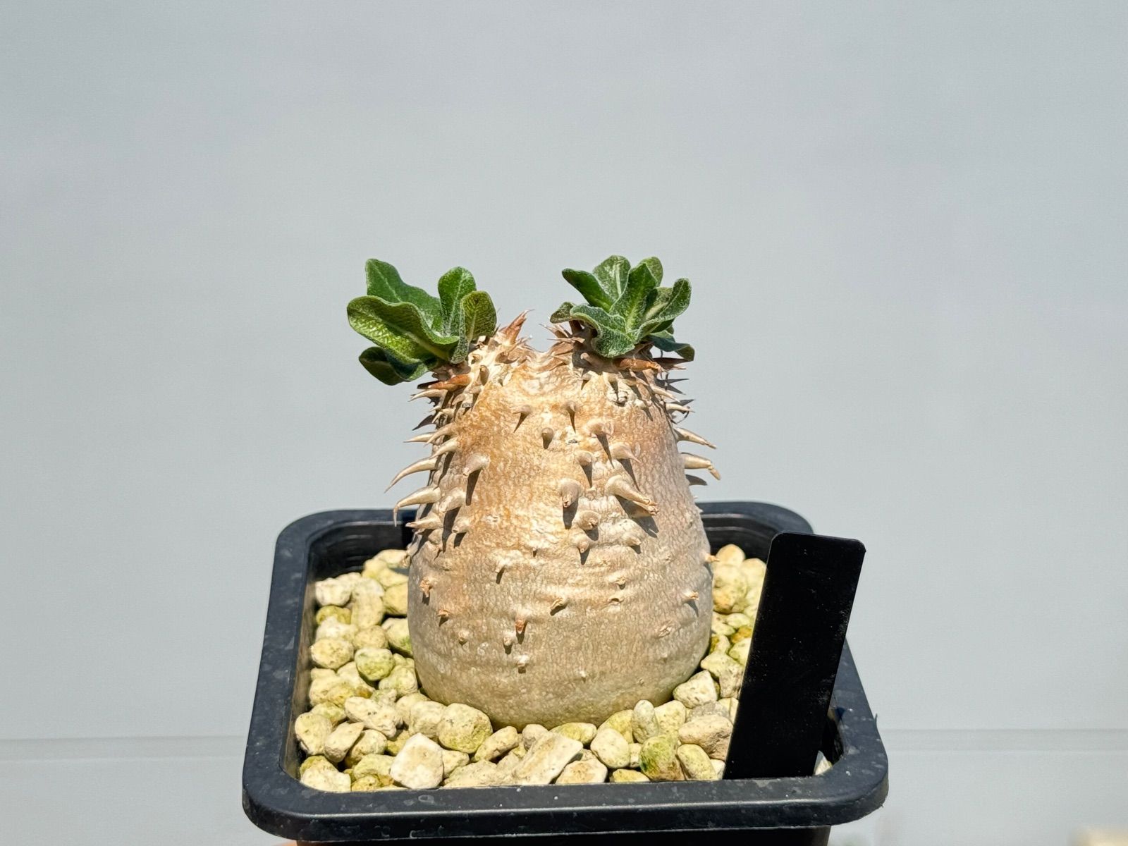 ⚠️ton様専用】パキポディウム デンシカウレ オンライン 恵比寿大黒9，A