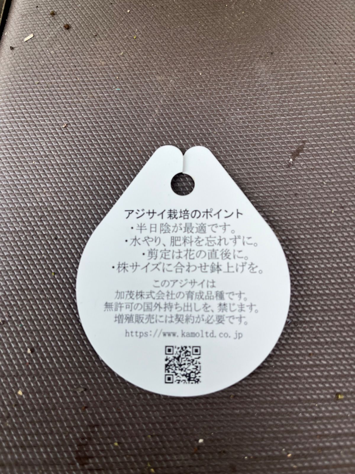 アジサイ苗