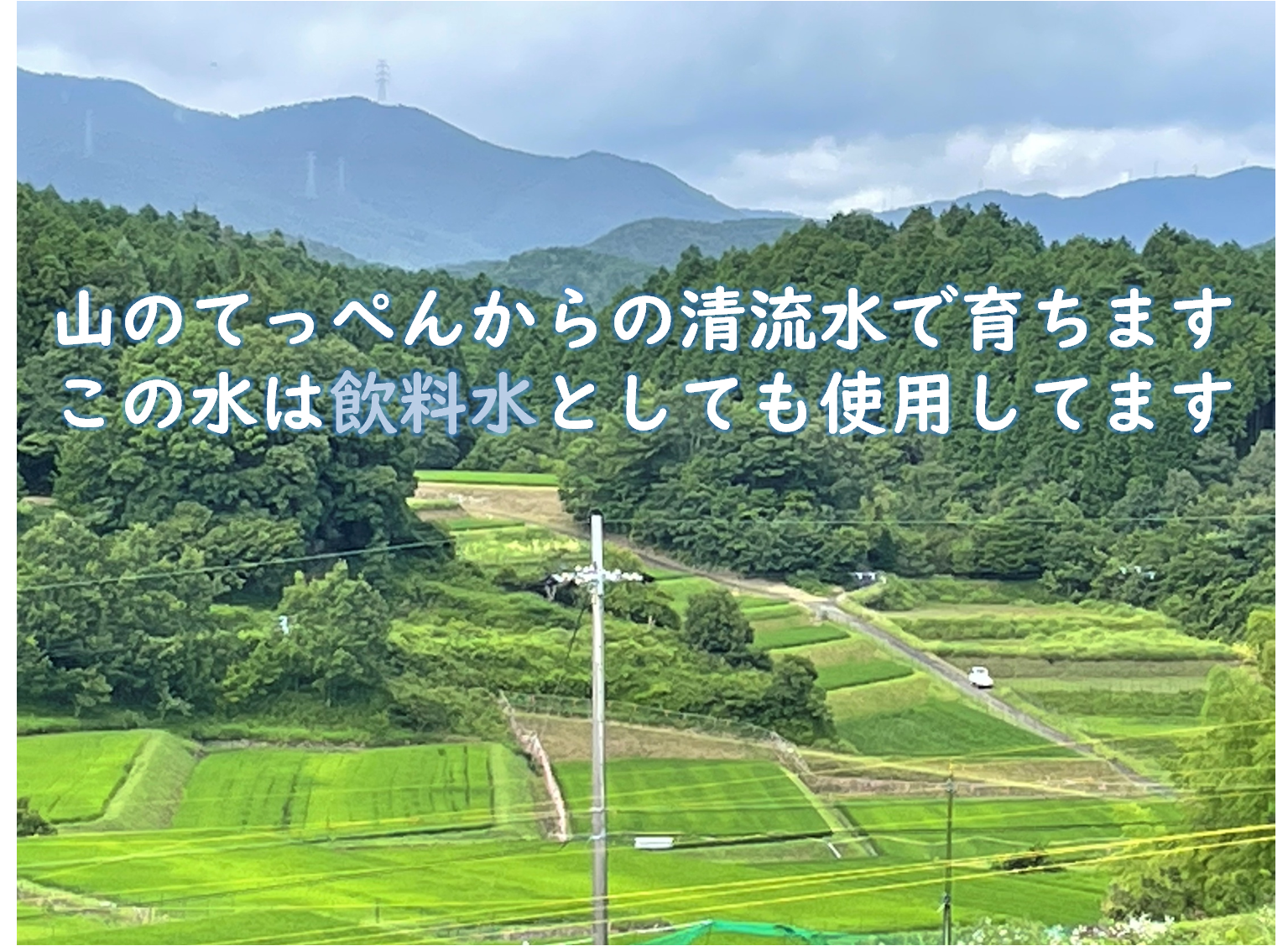 【令和４年産/無農薬栽培】大阪のてっぺんキヌヒカリ　白米10kg　大阪府能勢産