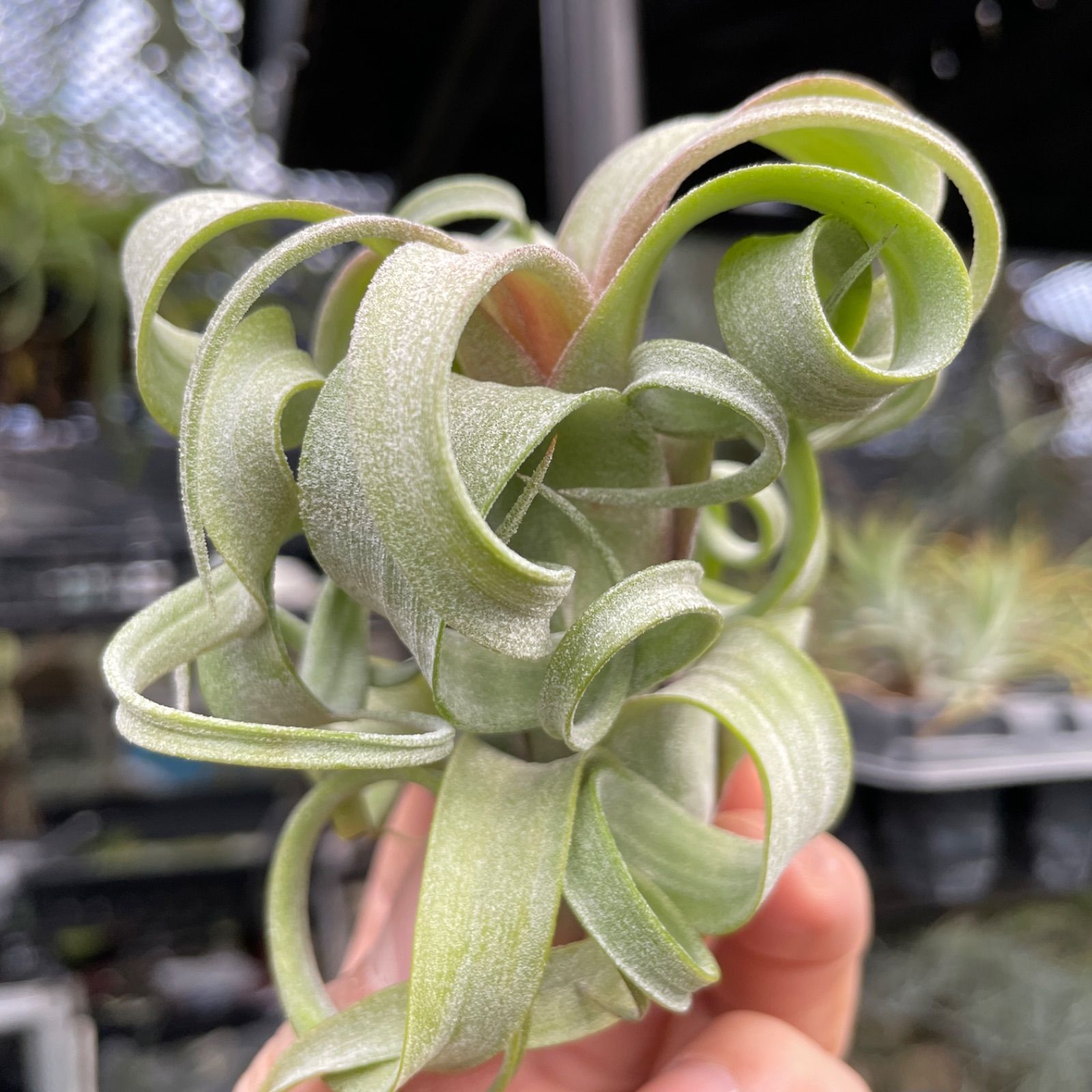 くりんくりん強カール株＊チランジア カーリースリム Tillandsia Curly
