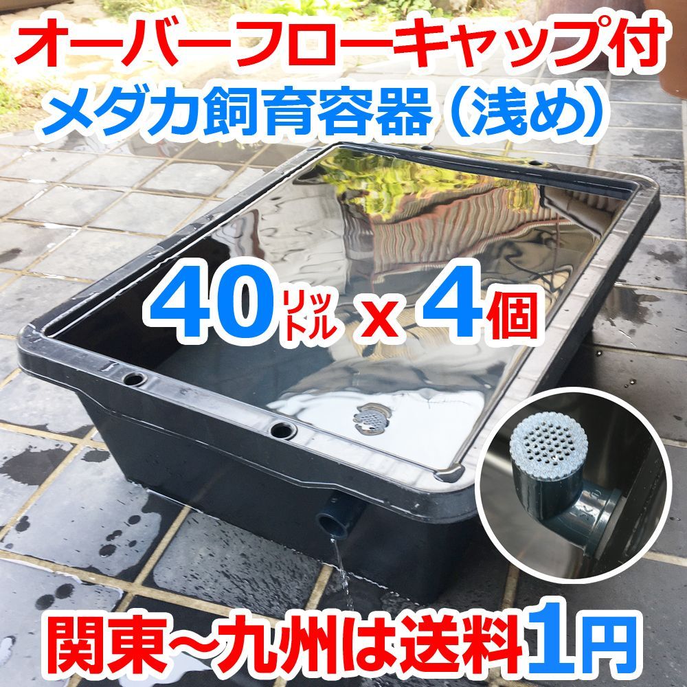 メダカ飼育ケース 40㍑黒x4個 オーバーフローキャップ付 浅型 トロ舟 金魚飼育容器 らんちゅう 睡蓮 水草 ビオトープ メダカ水槽 大雨対策 タライ プラ舟 プラケース ボックス 金魚鉢