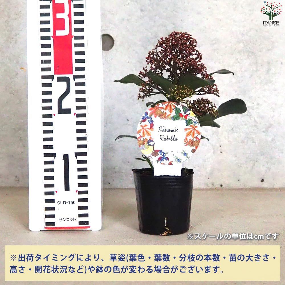 4個セット 品種で選べる花木苗