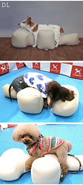 犬