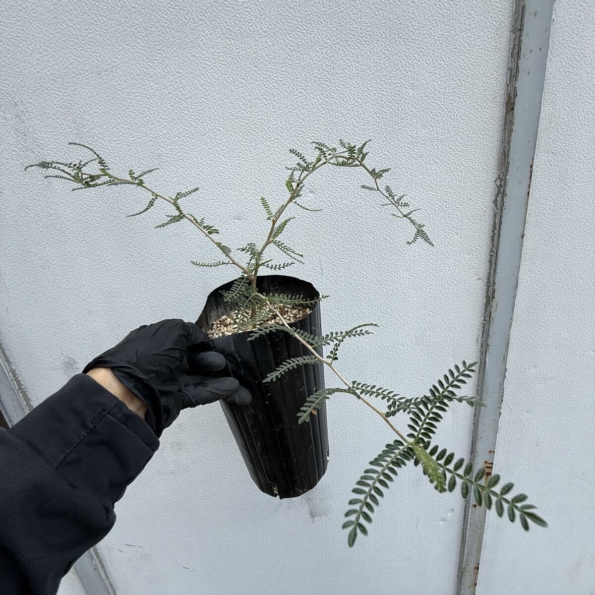 13日までの価格 パキポディウム グラキリス 手乗りサイズ まん丸良型短