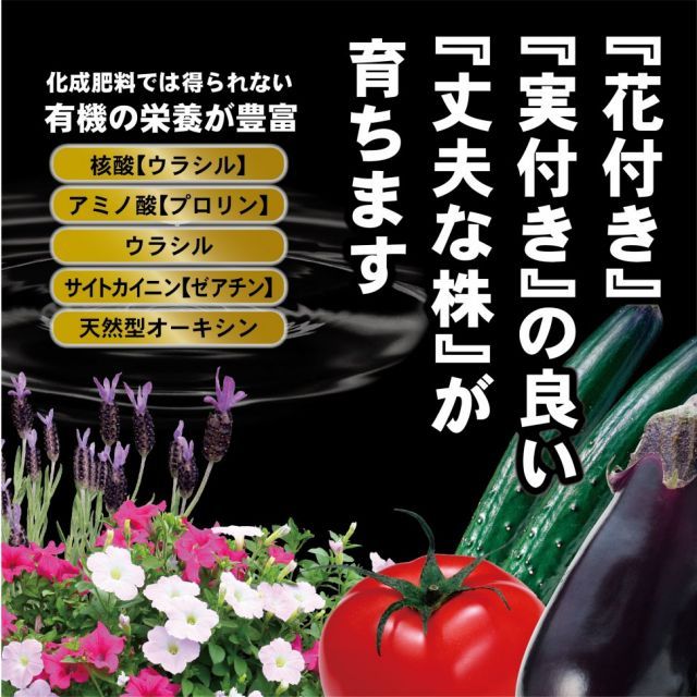 ワン