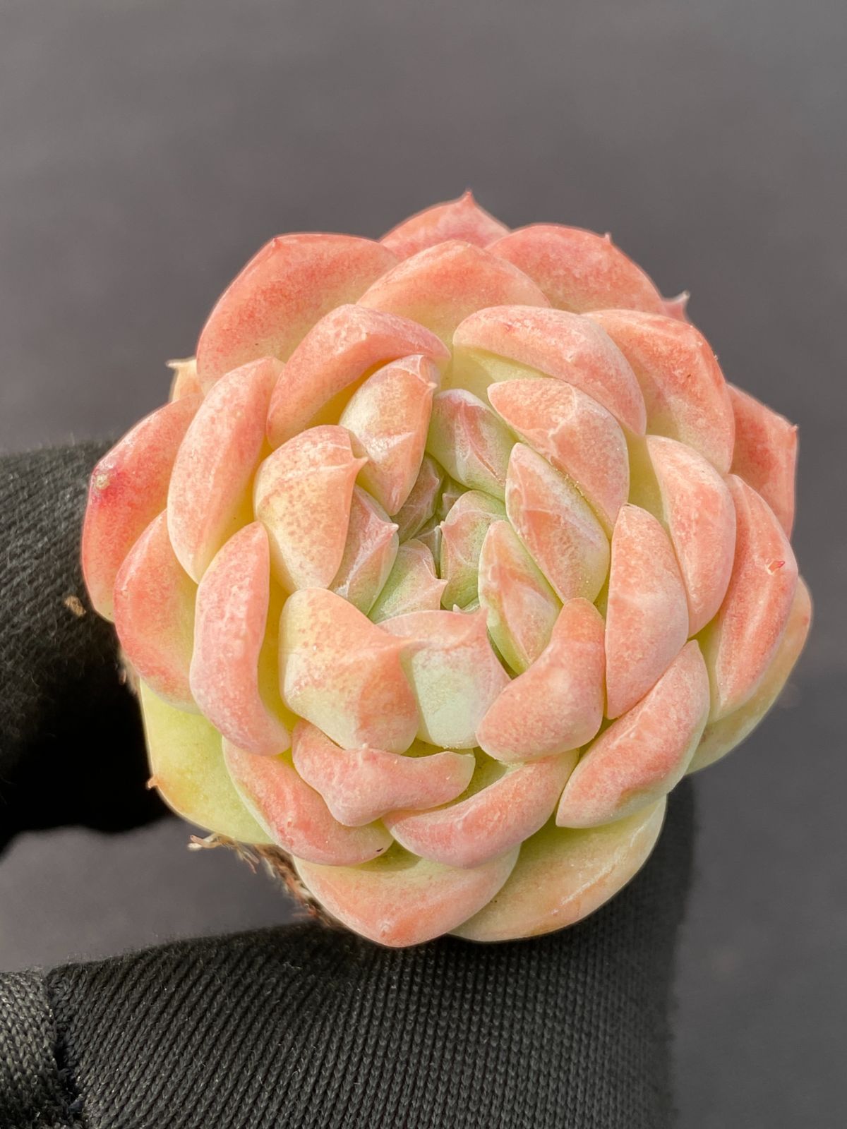 C6029×105 バイトウサイ 土付き 肉厚 多肉植物 アエオニウム エケベリア 韓国苗