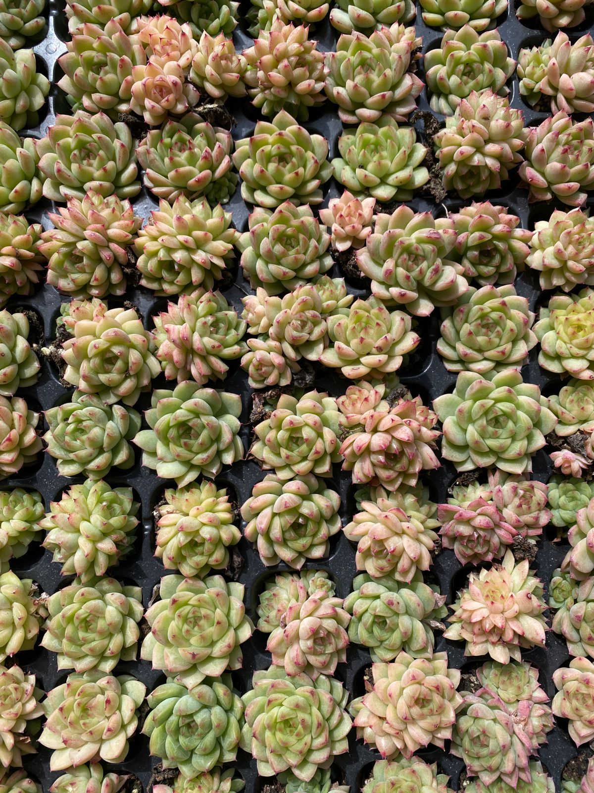 新入荷 鳳凰 XQS33×105苗 土付き 多肉植物 詰め合わせ エケベリア サボテン 韓国苗