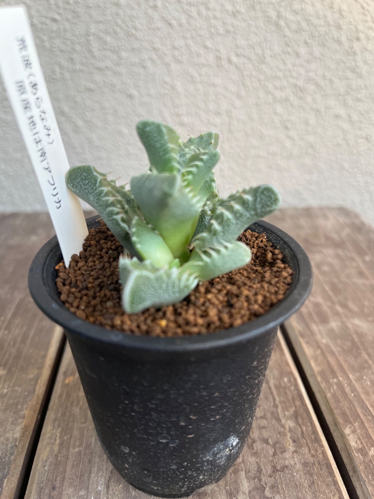 抜き苗】多肉植物 フォーカリア sp - メルカリ