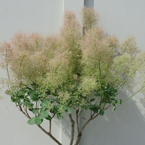 スモークツリー ピンクパール 7号鉢 直径21cm 3年物 メス株選抜