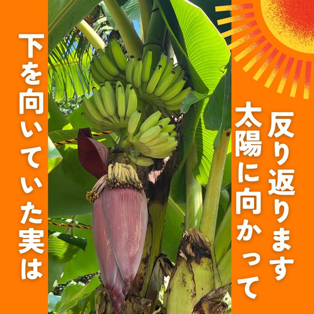 アップルバナナ　9キロ 予約】沖縄産アップルバナナ6kg 自然栽培 - メルカリ