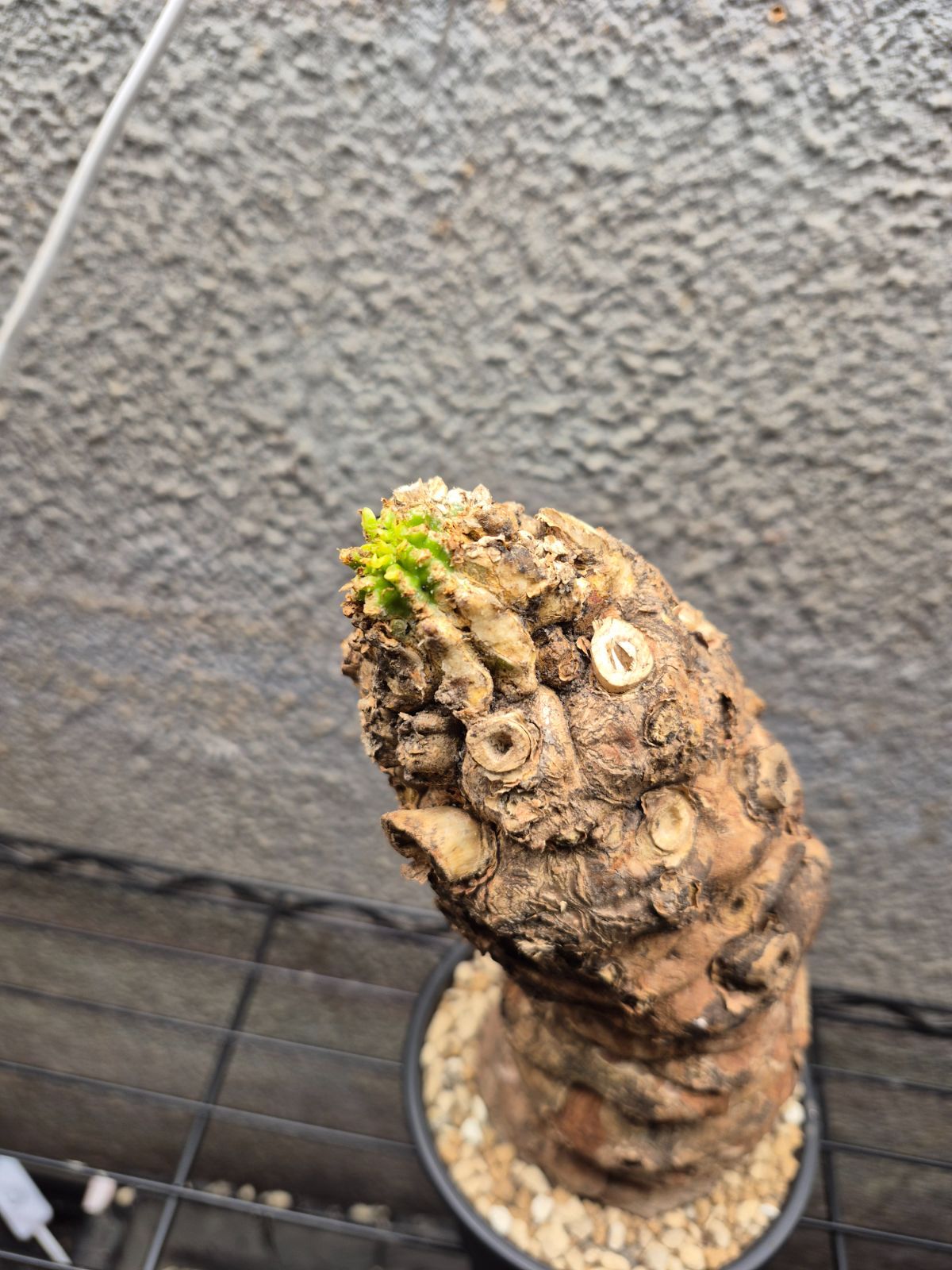 発根済 現地株