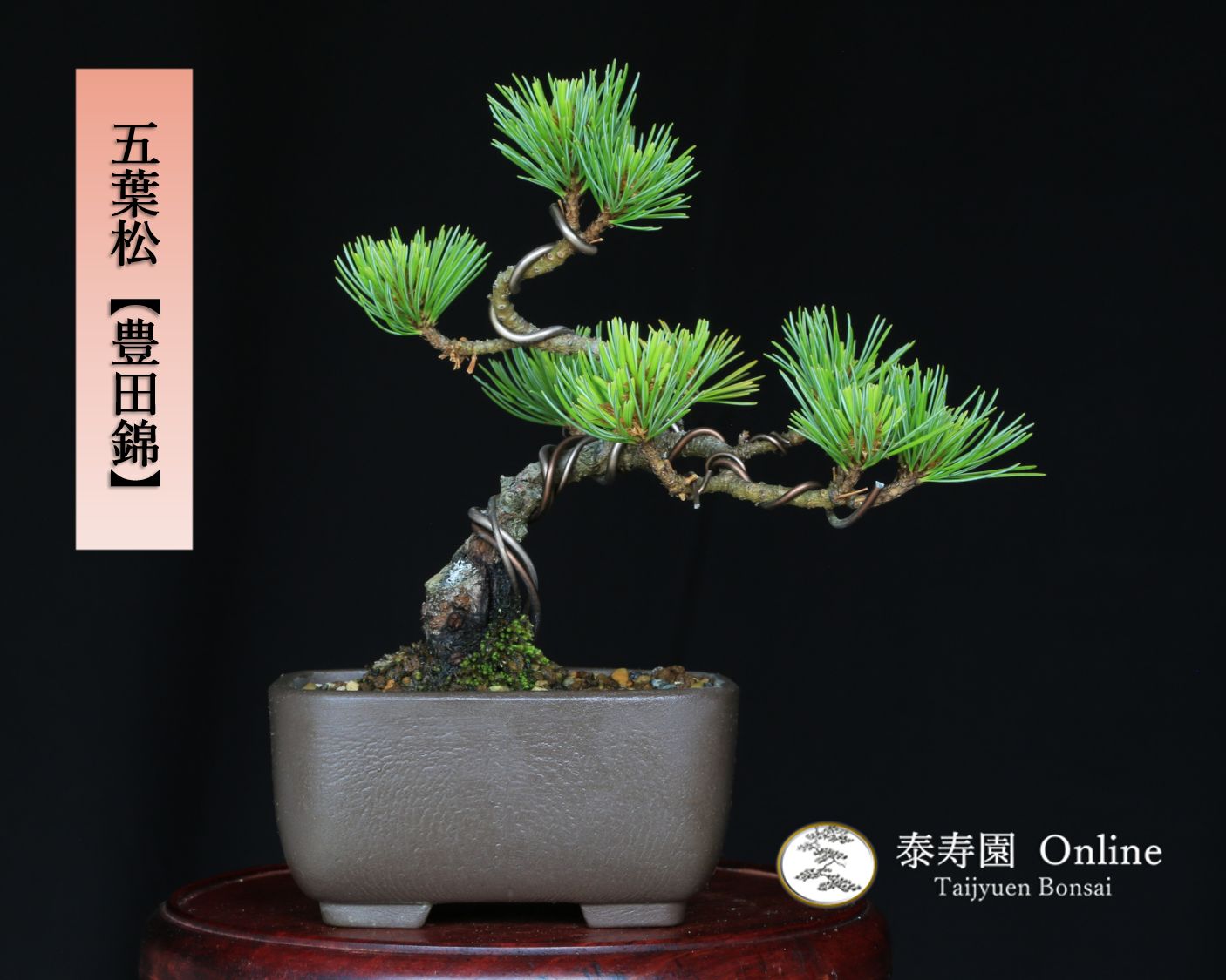 盆栽 小品盆栽 赤石五葉松 小品盆栽、赤石五葉松、根上り、模様木