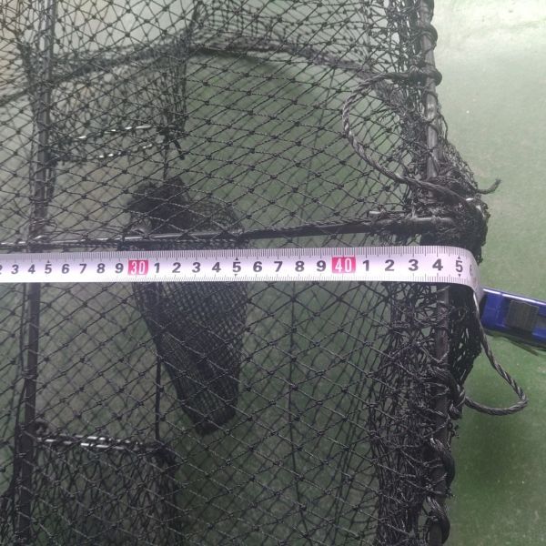 翌日配送可能も多数! 丸リングありタイプ 20枚 送料無料 カニカゴ 蟹かご 蟹カゴ もんどり モンドリ 仕掛け 漁具 穴子仕掛け 蟹仕掛け お魚キラー 魚捕り 丸リングありタイプカゴ 20枚 140