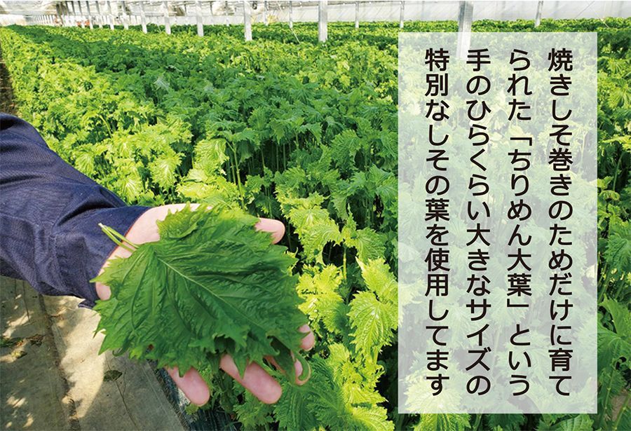 【送料無料 オンライン限定品】ご家庭用 満足する焼きしそ巻き (800g)