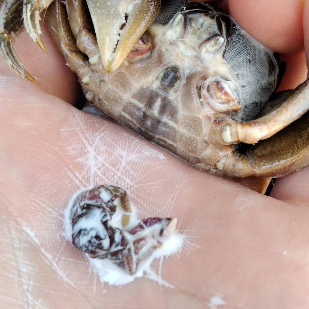 冷凍カニ餌】 うなぎ釣り 2匹入 ウナギ チチガニ 鰻 穴釣り 冷凍カニ餌】 うなぎ釣り 2匹入 ウナギ チチガニ 鰻 穴釣り