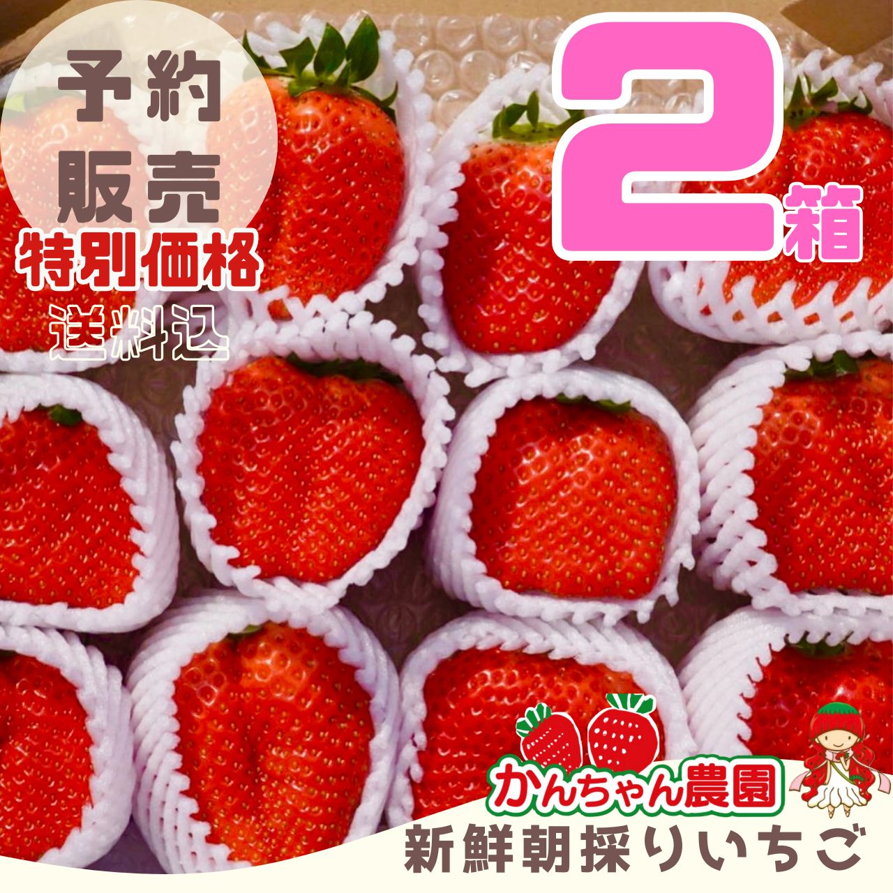 新鮮朝採り特大いちご 【公式通販】