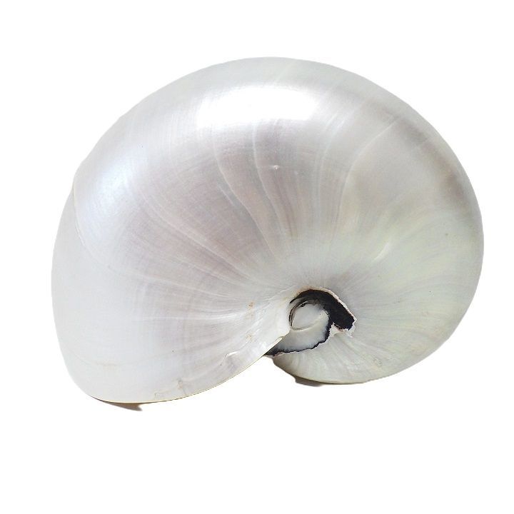 貝殻 オウムガイ パール インテリア 標本 置物 オウム貝 巻貝