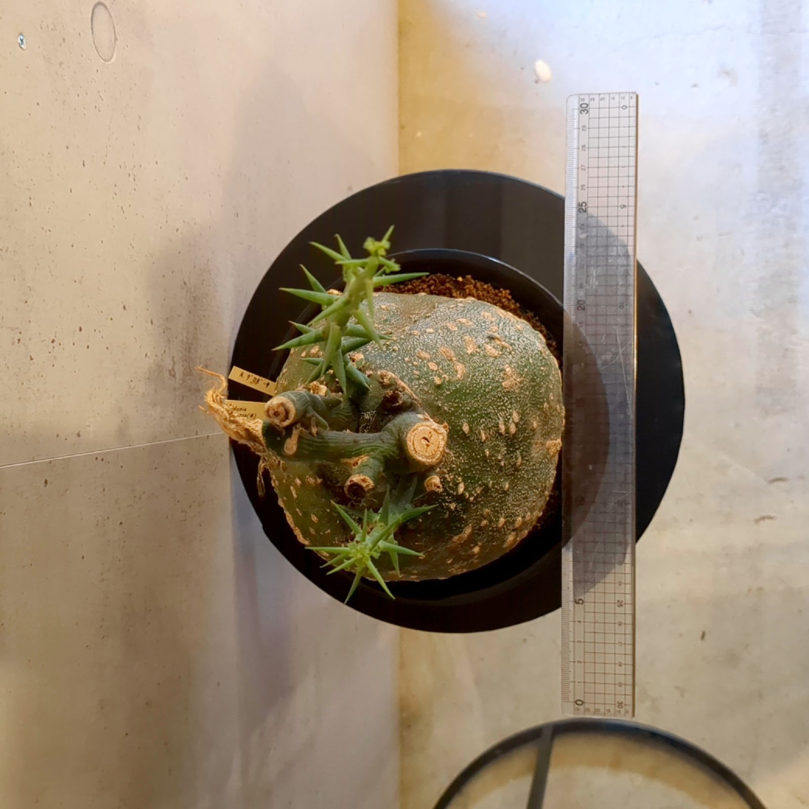 アデニア グロボーサ【 現品 】鉢のまま発送 - メルカリ