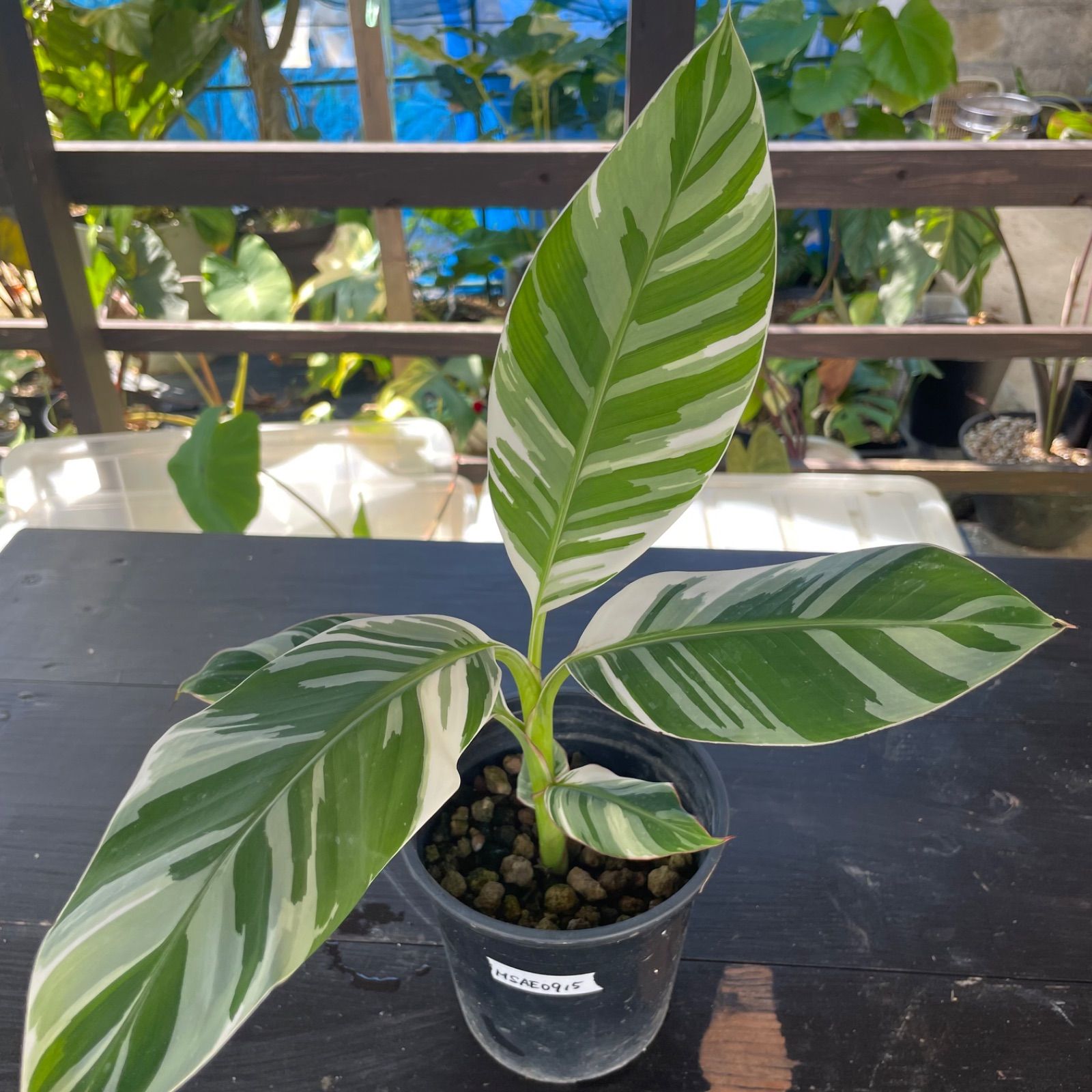 観葉植物 【希少】斑入り バナナ ムサ アエアエ musa aeae