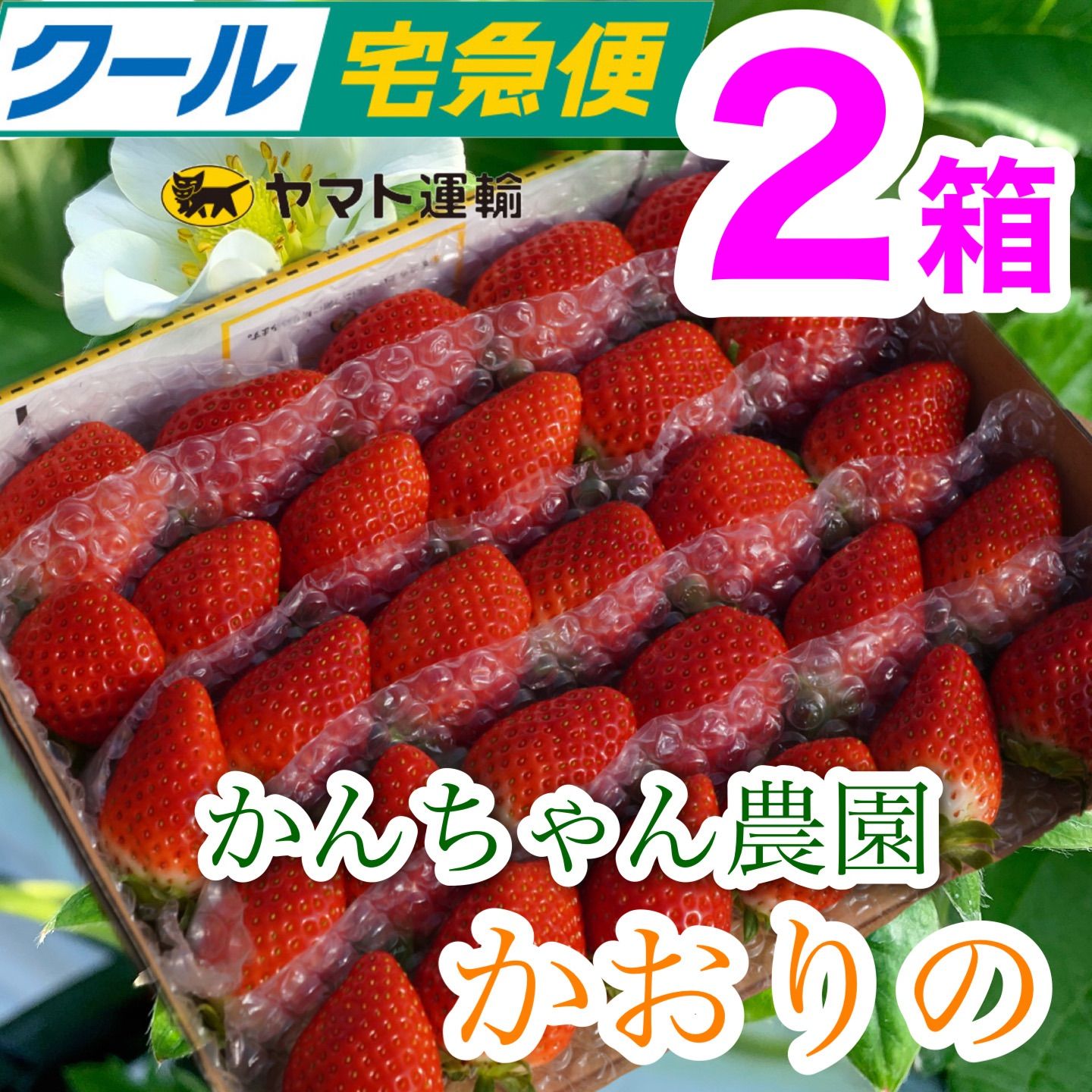 ②箱【複数割】新鮮朝採りかんちゃん農園の甘いいちご-0