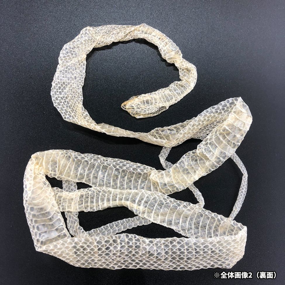 赤目・白蛇の抜け殻 一本物 全長約1m25cm A-1 - メルカリ
