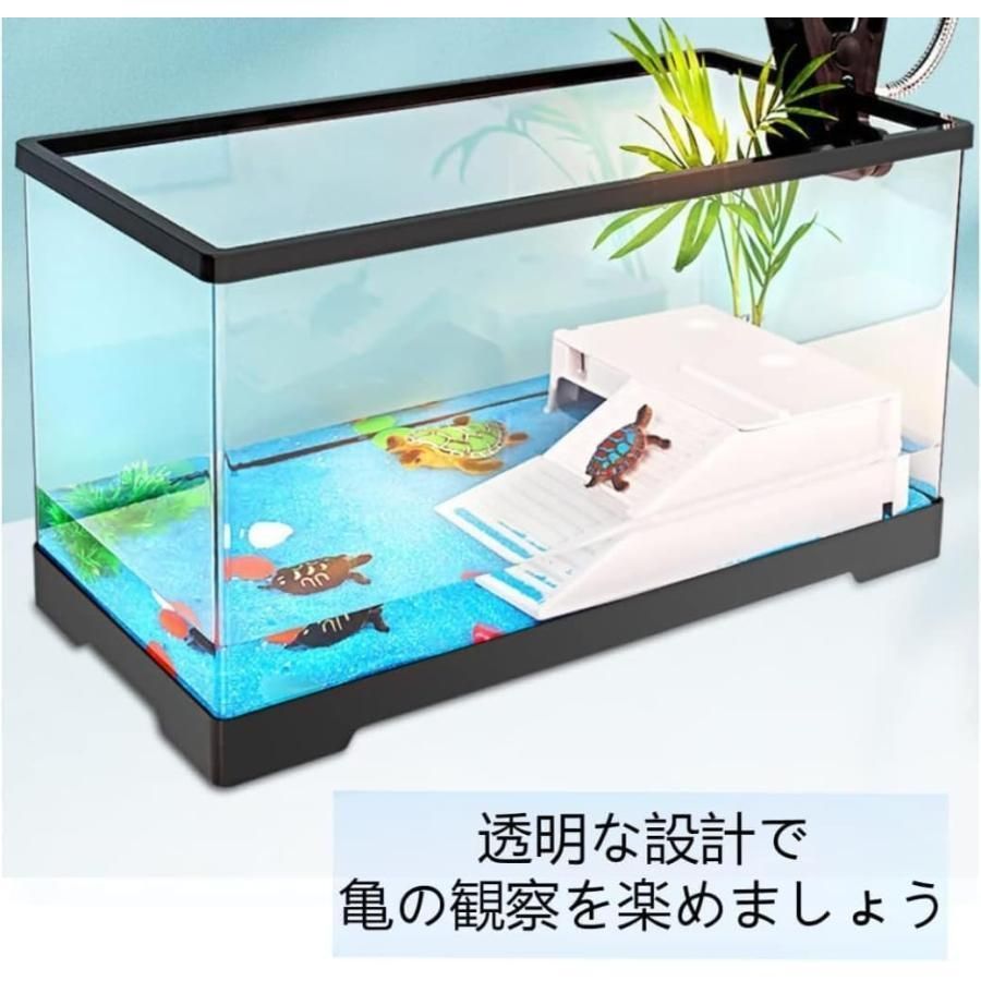 亀 水槽