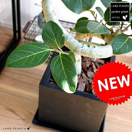 光触媒人工観葉植物 ホワイトポット付き V-CAT 光触媒人工観葉植物 ホワイトポット付き V-CAT 光触媒 人工観葉植物