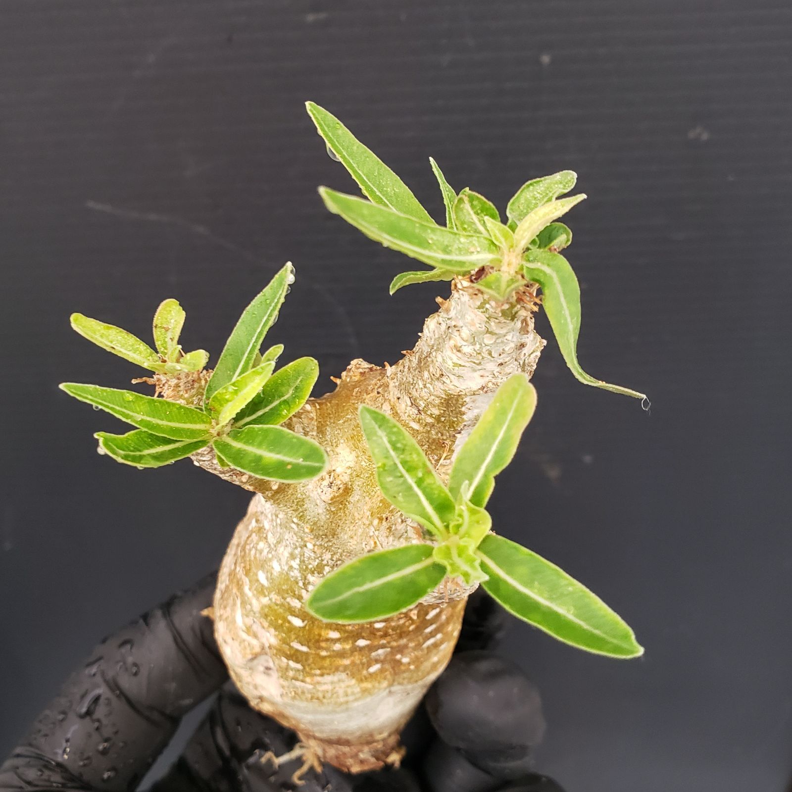 Y231【自社養生発根株】Pachypodium イノピナツム（現地球・抜き苗