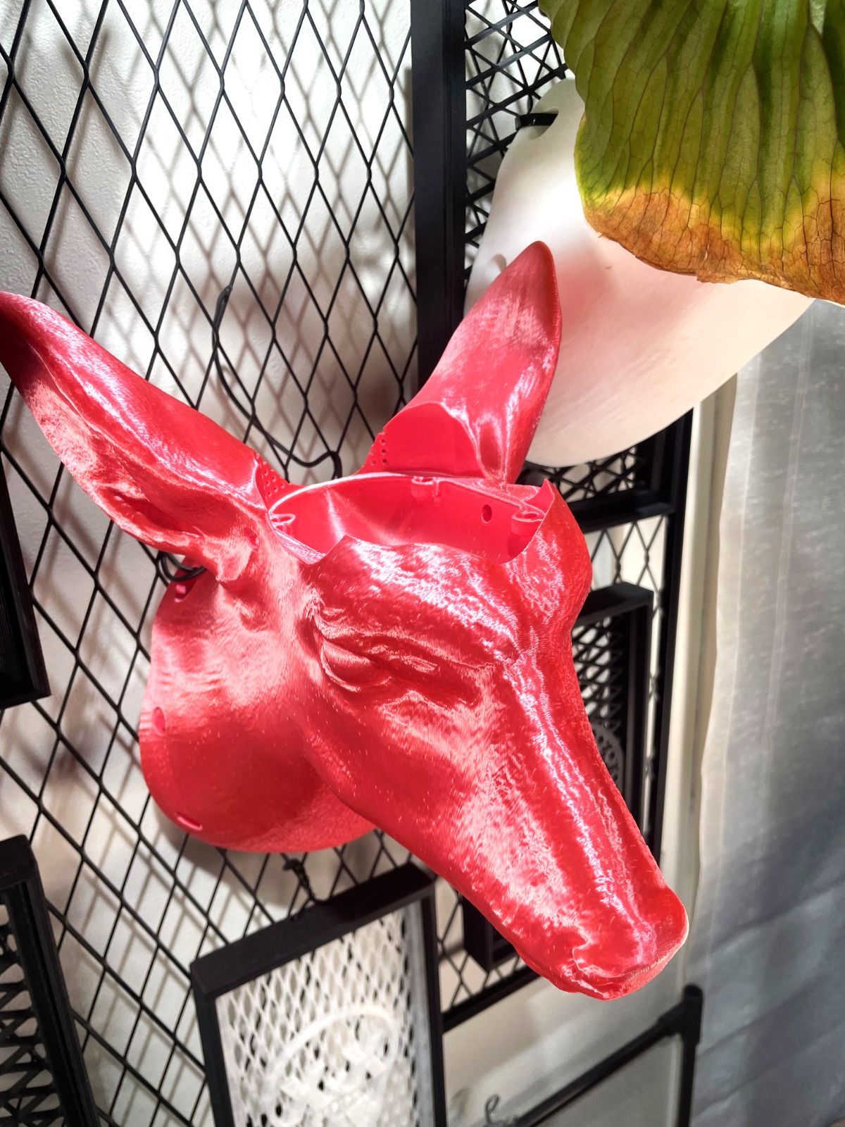 ビカクシダ着生板 ピンク