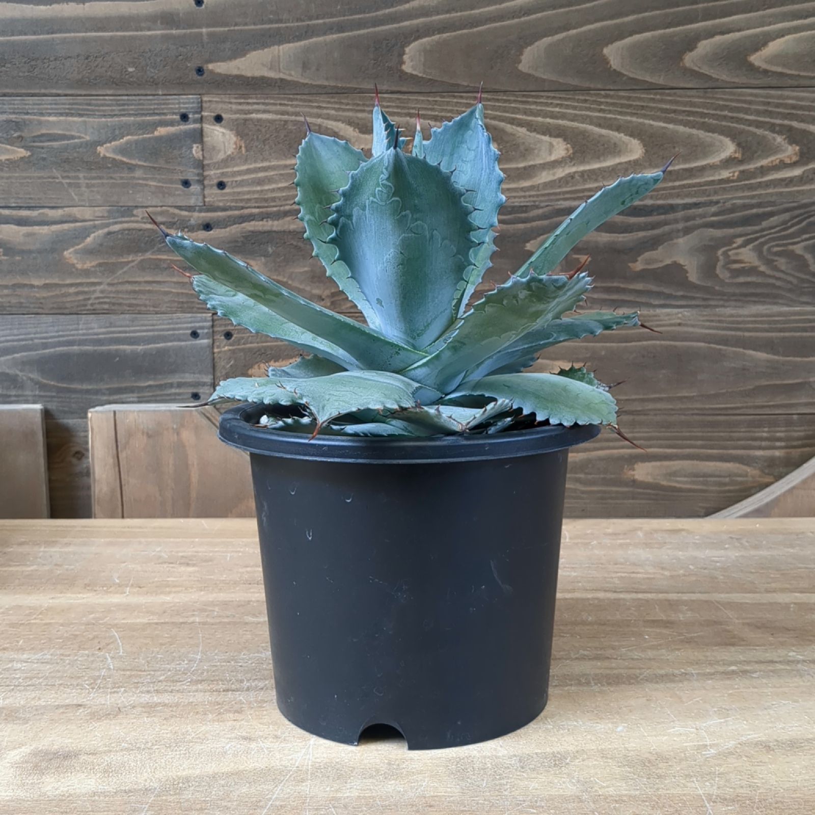 アガベ シャウィー × イシスメンシス 【 ハイブリッド 】早いもの勝ち