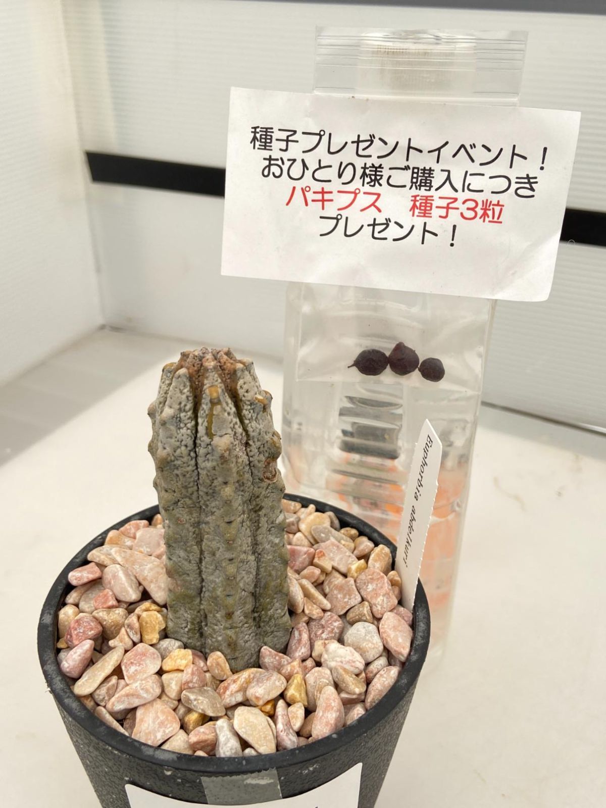 8481 「多肉植物I」ユーフォルビア アブデルクリ 植え【接ぎ木・Euphorbia abdelkuri・購入でパキプス種子プレゼント】 - メルカリ