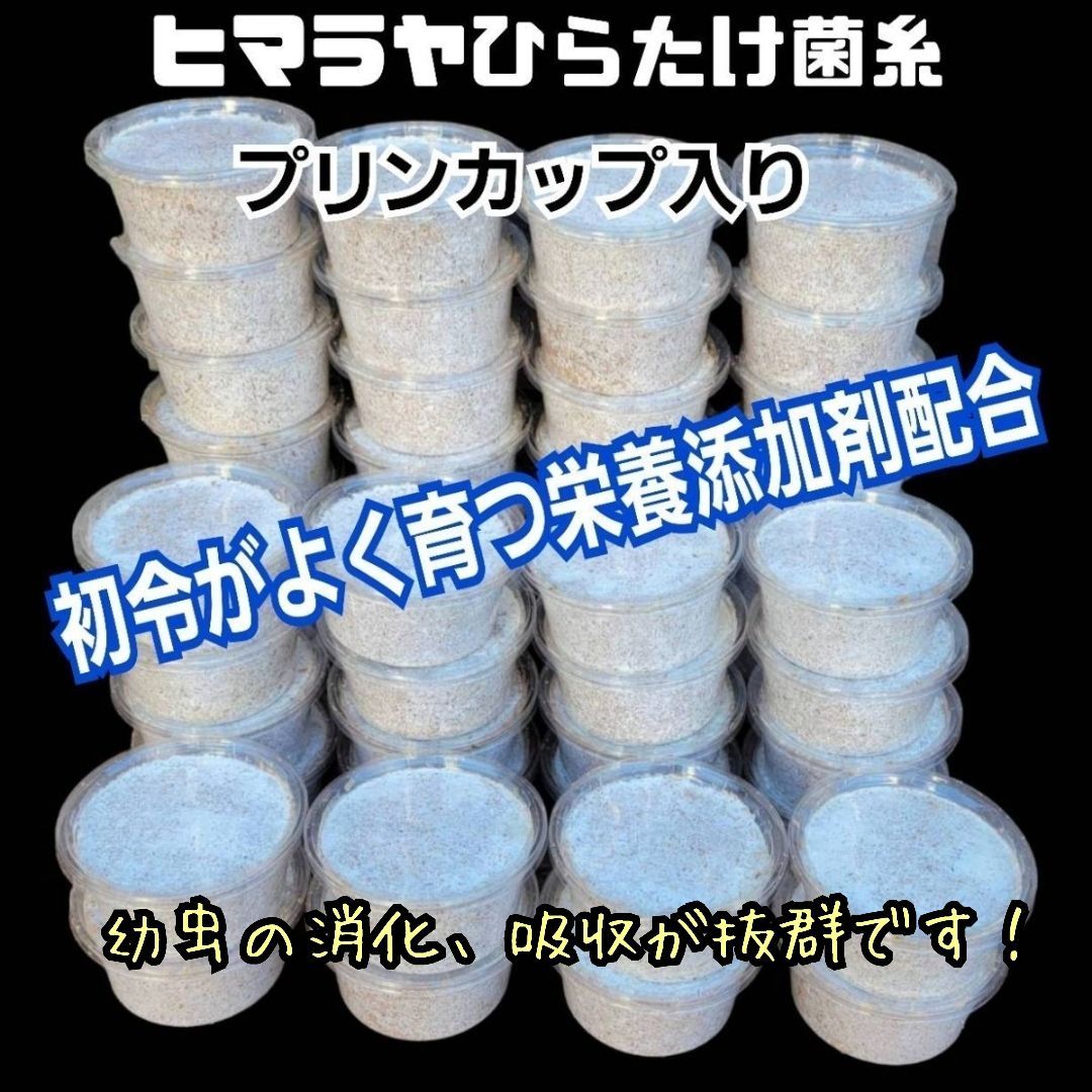 ヒマラヤひらたけ菌糸カップ【50個セット】初令、2令幼虫専用栄養添配合！ ヒマラヤひらたけ菌糸カップ【50個セット】初令、2令幼虫専用栄養添