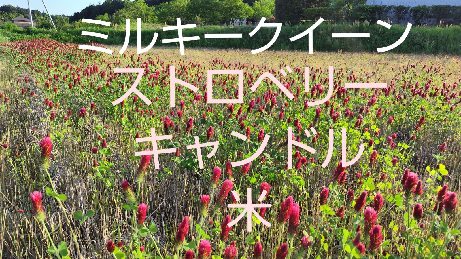 新商品 新米 令和6年産 農薬 化学肥料不使用ミルキークイーン ストロベリーキャンドル米10キロ玄米