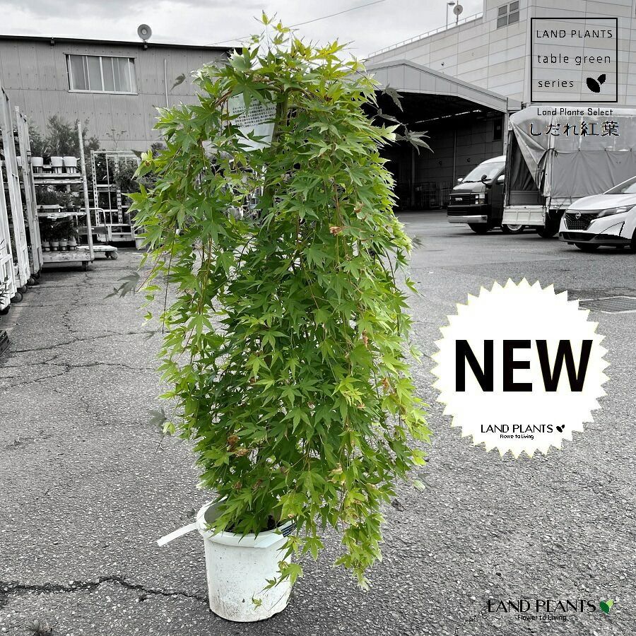 17 福井県産 天然石山採り イロハモミジ 17 福井県産 天然石山採り