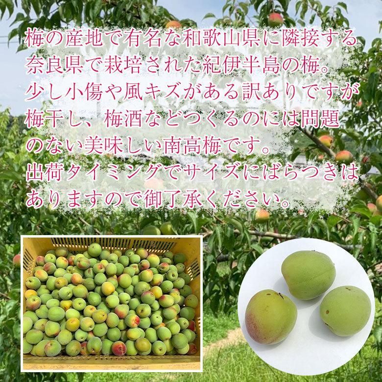 南高梅